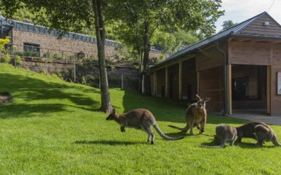 Prague Zoological Garden – the Exposition of Australian Fauna